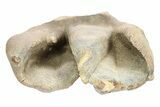 Fossil Woolly Rhino (Coelodonta) Tooth Crown - Siberia #252064-1